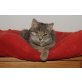 Tiny (Wohnungskatze, Freigang bedingt möglich, Mischling - Katze