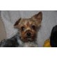 Tiny, Yorkshire Terrier - Hündin