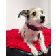 Tipi, Parson Russell Terrier - Rüde