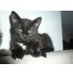 Tipsi, MaineCoonMix - Katze