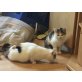 Tipy und Tapy, unbekannt - Katze