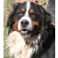 Tiran, Berner Sennenhund - Rüde