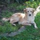 Tirma in Deutschland eine süße Hundedame, Mischling Welpen - Hündin