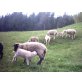 Tiroler Bergschaf - weiblich