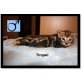 Tirupati, Bengalkatze - Kater