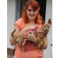 Tita *SENIORIN*, Chihuahua kurzhaariger Schlag - Hündin
