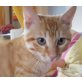 Titan, Hauskatze - Kater