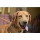 Titan, lieber Kerl - Rüde