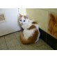 Tito, Rot mit Weißer - Kater