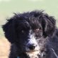 Titos, Puli-Mix - Rüde