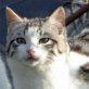 Titto, Silbertiger - Kater