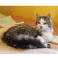 Titus, Main-Coon Mix - Kater
