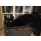 Titus, Schwarzer Kater - Kater