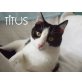 Titus-hat die schönsten Augen der Welt!!!, Türkisch-Van-Mix - Kater