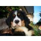 Titus und Thysen, Berner Sennenhund - Rüde