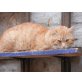 Tizian, Europäische Kurzhaarkatze - Kater