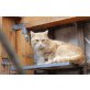 Tizian, Europäische Kurzhaarkatze - Kater