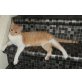 Tizza, Siam - Katze