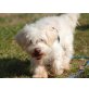 Tobby, Westie-MIX - Rüde