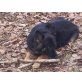 Tobi, Altdeutscher Schäferhund - Rüde