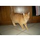 Tobi, Europäische Kurzhaarkatze - Kater