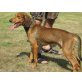 Tobi, Segugio Italiano - Rüde