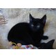Tobi, Wunderbare Mischung aus Devon Rex und Hauskat - Kater