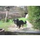 Tobi, lieb u. unkompliziert - Rüde