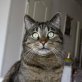 Tobi, verspielter - Kater