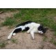 Tobias, Europäische Kurzhaarkatze - Kater