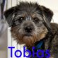Tobias, Kleiner Mix Welpen - Rüde