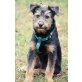 Tobias, Yorkshire Terrier Mischlingsrüde Welpen - Rüde