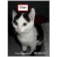 Toby, Junger Toby - Kater