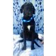 Toby, Labrador-Mischling Welpen - Rüde