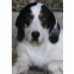 Toby, Mischling - Rüde