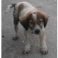 Toby, Mischling mittel Welpen - Rüde