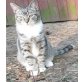 Toby, Ragdoll Maine Coon Hauskatze - Kater