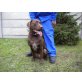Toby, Schoko-Labrador - Rüde