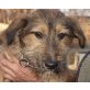 Toby, Terrier Mix - Rüde