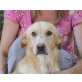 Toby, kleiner Goldenretriever Mix - Rüde