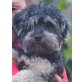 Toby, wurde aus einer Hundepension nicht mehr abgeh - Rüde