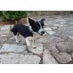 Todi, Border-Collie-Mischling Welpen - Rüde