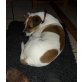 Tody, Lebensfroher Jack Russel sucht seine Familie! - Rüde
