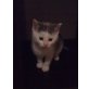 Toe, Bella, Rob, Hauskatze - Katze