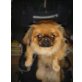 Töfi, Pekinese - Rüde