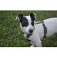 Toffee 2, Jack Russel - Hündin