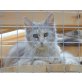 Toffee, Maine Coon - Katze
