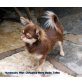 Toffee Sierra Madre, Chihuahua langhaariger Schlag Welpen - Hündin