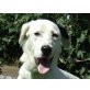Toffee, kuschelbedürftiger Setter-Mix - Rüde