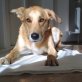 Toffee-toller Kerl sucht ein Zuhause Welpen - Rüde